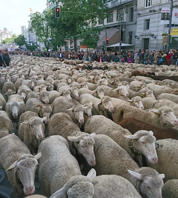 Trashumancia 2023, las ovejas llegan al centro de Madrid