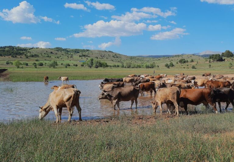 Agroecología y pastoralismo-Actividades Trashumancia 2026 Gratis en Casa de Campo