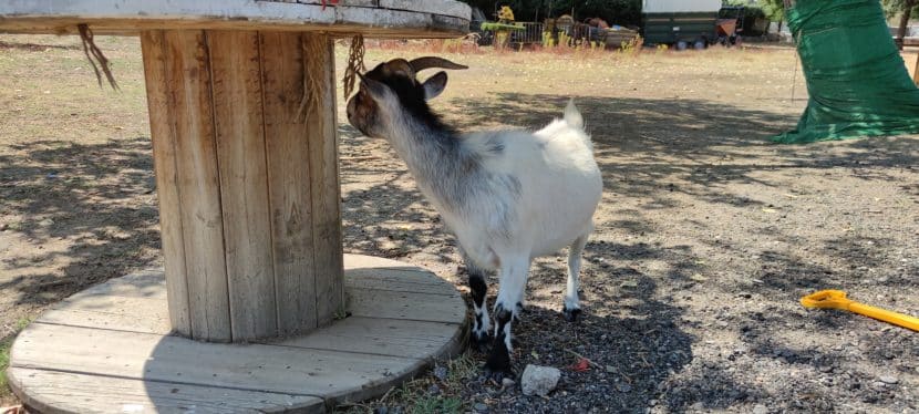 Granja móvil en Algete-planes gratis en Madrid Diciembre-Foto original madrid4u