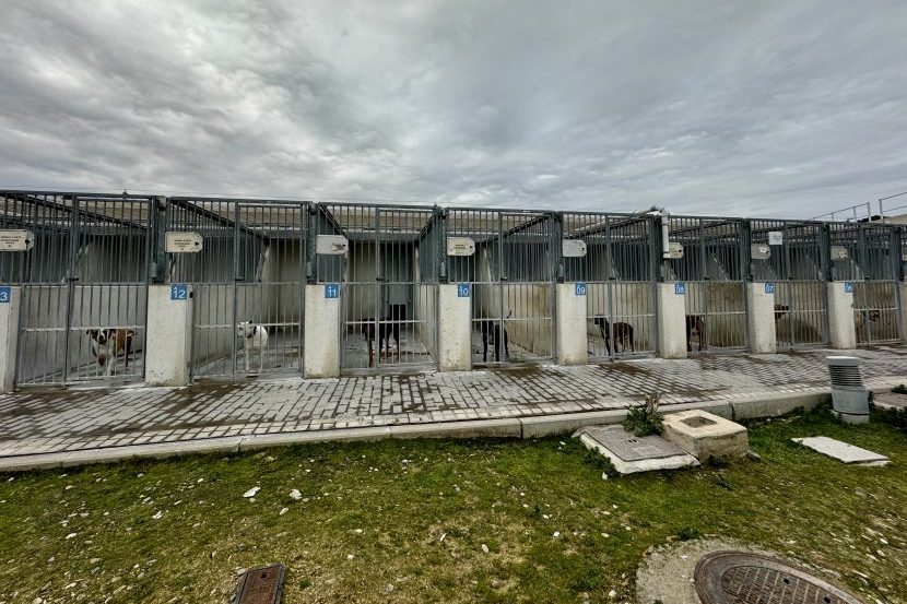 Jornada de puertas abiertas en el Centro de Protección Animal