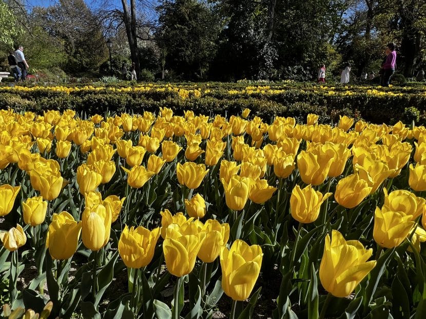 Tulipanes en Madrid 2026: Cuándo verlos, dónde encontrarlos y cómo disfrutarlos