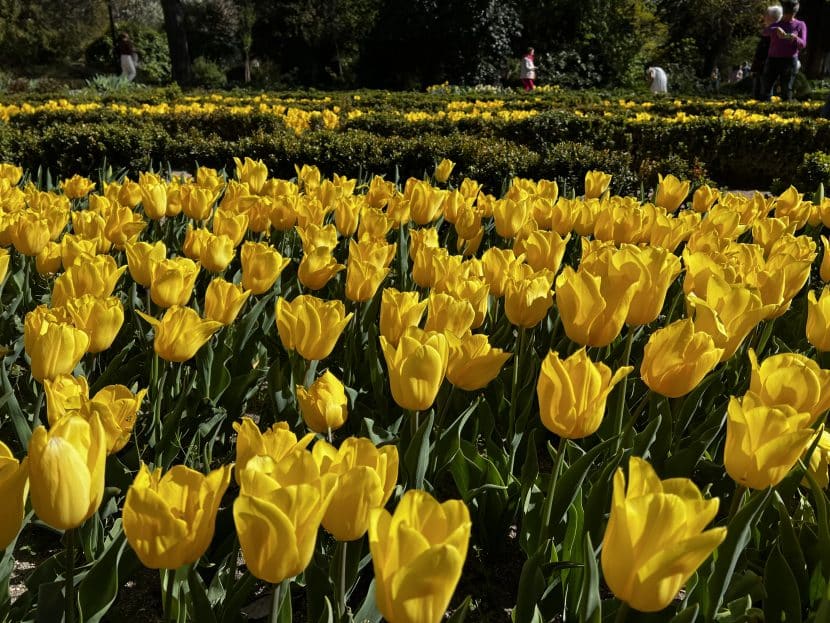 Tulipanes en Madrid 2026-Tulipanes en Madrid-Foto original madrid4u