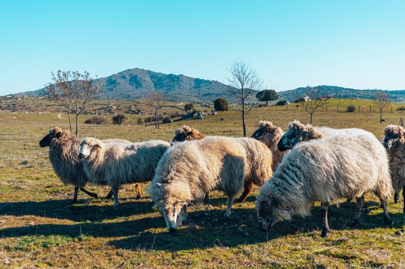 Jornadas de pastoreo en colmenar viejo 